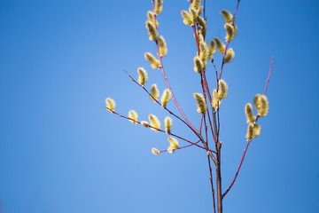 Beautiful willow flowers in an early spring sunny day. Soft willow buds. Shallow depth of field.