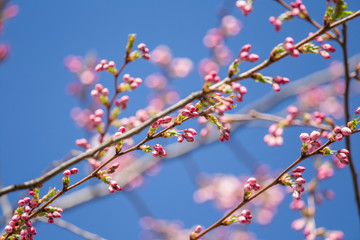A beautiful sakura cherry blossoms in a sunny spring day. Cherry flowers in natural habitat. Sakura growing in park. Oriental spring atmosphere.