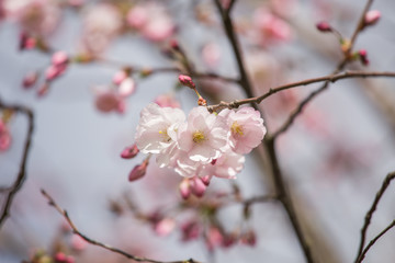 A beautiful sakura cherry blossoms in a sunny spring day. Cherry flowers in natural habitat. Sakura growing in park. Oriental spring atmosphere.