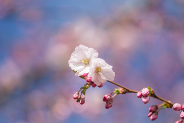 Fototapeta na wymiar A beautiful sakura cherry blossoms in a sunny spring day. Cherry flowers in natural habitat. Sakura growing in park. Oriental spring atmosphere.