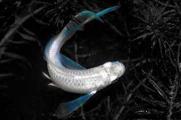 Guppy.Poecilia reticulata fish swimming in natural canals.Black and white color.Copy space.(Color main focus) Clipping path