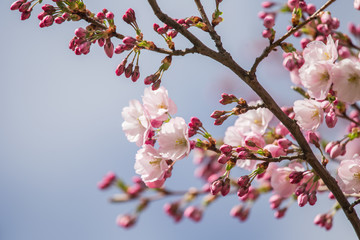 A beautiful sakura cherry blossoms in a sunny spring day. Cherry flowers in natural habitat. Sakura growing in park. Oriental spring atmosphere.
