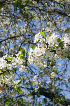 Sour cherry tree flowers on branch in springtime against blue sky