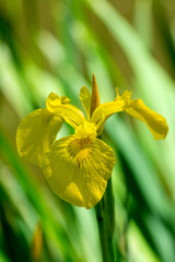 Yellow iris with abstract blurred background