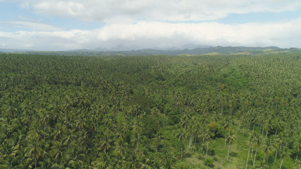 Fototapeta na wymiar Aerial view of grove of palm trees in the hills against sky and clouds. Hills covered with green vegetation and coconut palms. Philippines, Luzon.