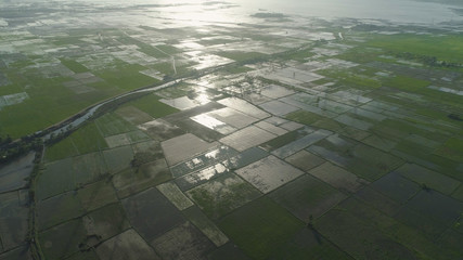 Aerial view of agricultural land, rice terraces near the lake Bato, Philippines, Luzon. Tropical landscape, lake, farm land.