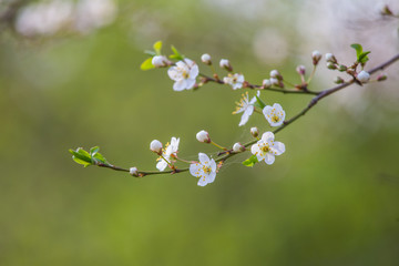 A beautiful white cherry flowers in spring on natural background. Shallow depth of field.
