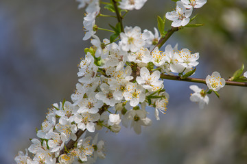 A beautiful white cherry flowers in spring on natural background. Shallow depth of field.