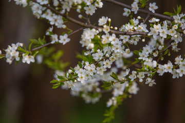Fototapeta premium A beautiful white cherry flowers in spring on natural background. Shallow depth of field.