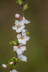 A beautiful white cherry flowers in spring on natural background. Shallow depth of field.