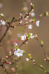 A beautiful white cherry flowers in spring on natural background. Shallow depth of field.