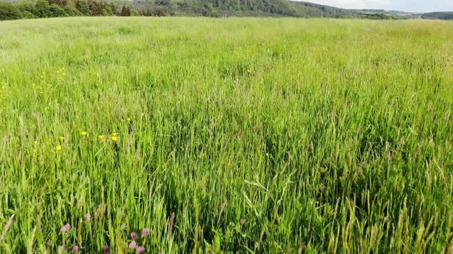 Flight over a rapefield in the country - beautiful aerial footage