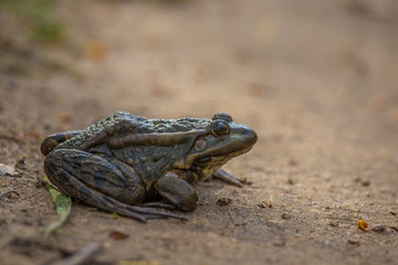 A calm brown frog sitting on the ground neat road in spring. Native animal in spring.