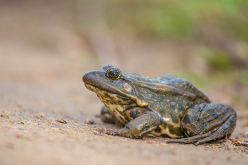 A calm brown frog sitting on the ground neat road in spring. Native animal in spring.