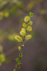 Beautiful, fresh new leaves in spring on a natural background. Shallow depth of field.