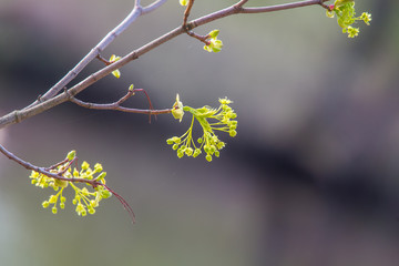Beautiful maple tree blossoms on a natural background in spring.