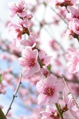 Weinbergspfirsichblüte in Ürzig an der Mosel