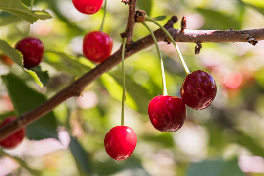 Bunch of ripe sour cherries hanging on a tree