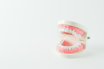 Close up of white teeth model with red gum on white background