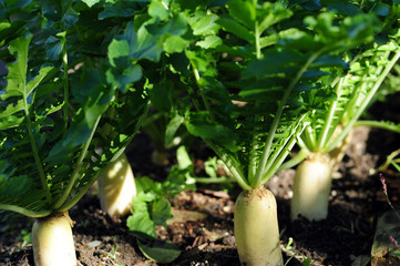 Japanese radish-2
