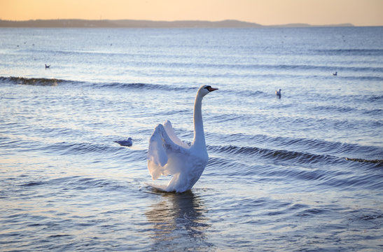 Swan on a beach in Swinoujscie town over Baltic Sea in Poland