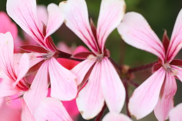 Fiori Macro