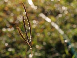 Grass with morning light