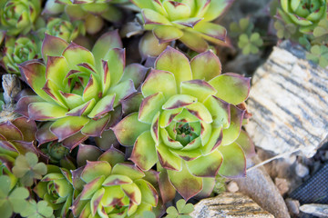 sempervivum tectorum succulent plant
