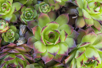 sempervivum tectorum succulent plant