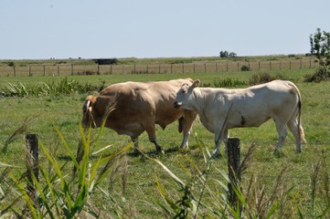 Cows in meadows