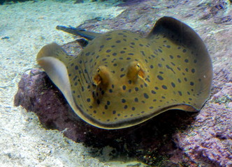 visita all'acquario di Genova - Italia © provenza