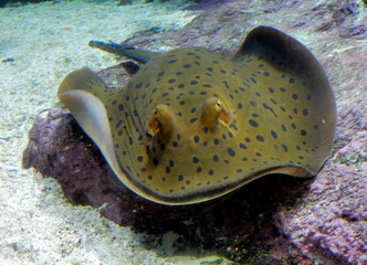 visita all'acquario di Genova - Italia