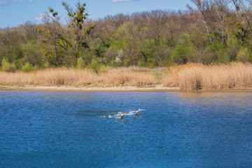 Pair of mute swans lands on the Kuehwoerther Wasser channel in Danube Auen Park near Vienna, Austria