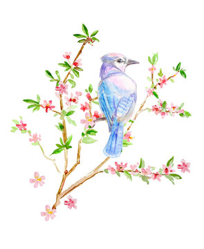 Cute Blue Bird On Flowering Twig Of Almond. Watercolor Painting