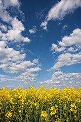 Obraz premium Rape field in blossom