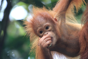 Baby Orangutan   © Richard Carey