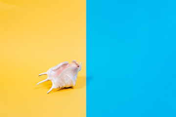 Studio shot of seashell. Summer is coming concept. Minimal style, minimalist photography. Side view of seashell on colorful paper backdrop. Yellow, pink and blue pastel colors.