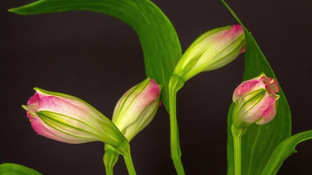 4k moving and rotating dolly time lapse of a alstroemeria or Peruvian lily growing, blooming and blossoming on a dark background