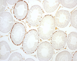 Seminiferous tubules. Labelling of proliferating cells