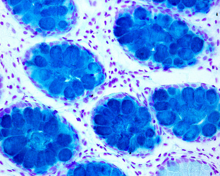 Large bowel. Goblet cell in Lieberk&uuml;hn crypts