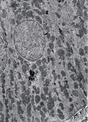 Kidney. Basal infoldings
