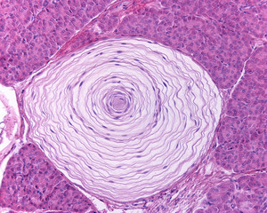 Pacinian corpuscle