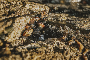 Barnacles on the stones of the beach of Las Catedrales, Spain