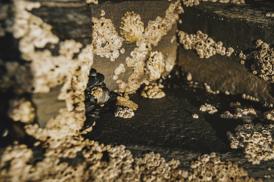 Barnacles on the stones of the beach of Las Catedrales, Spain