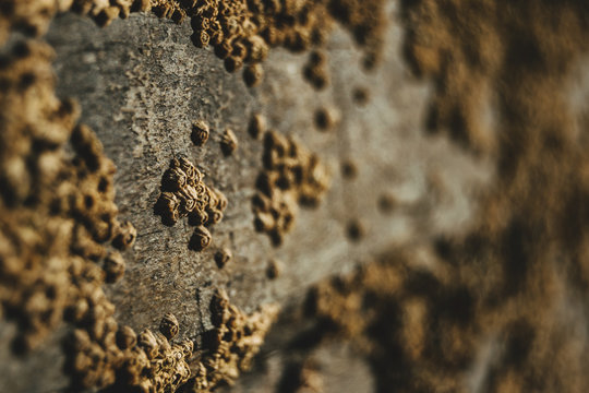 Barnacles on the stones of the beach of Las Catedrales, Spain