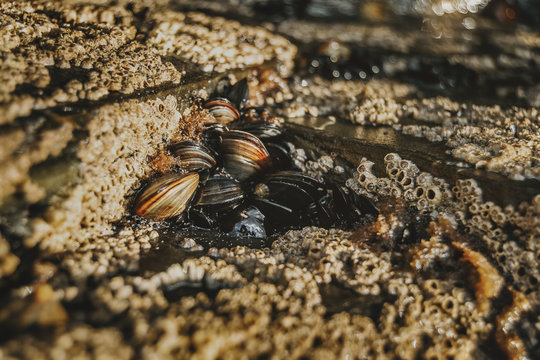 Barnacles on the stones of the beach of Las Catedrales, Spain