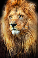 Amazing photo of a lion with a great mane. King of animals.