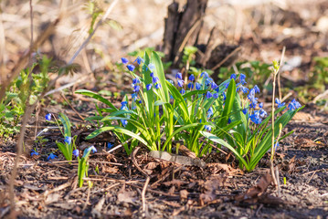 First spring blue flowers
