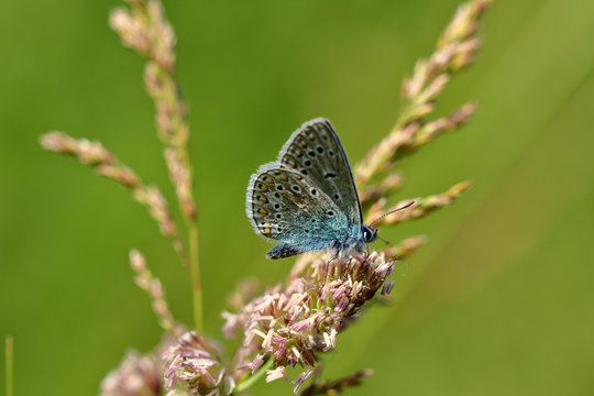 Blue lycaenidae butterfly on the meadow wildplant