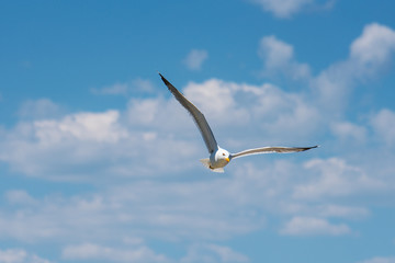 Seagull in flight